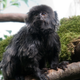 An unidentified Goeldi’s monkey which resembles Kali.